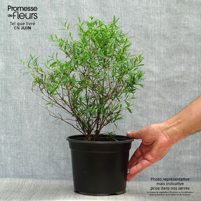 Amostra de Hypericum densiflorum Buttercup Vaso de 2 L/3 L tal como entregue no verão
