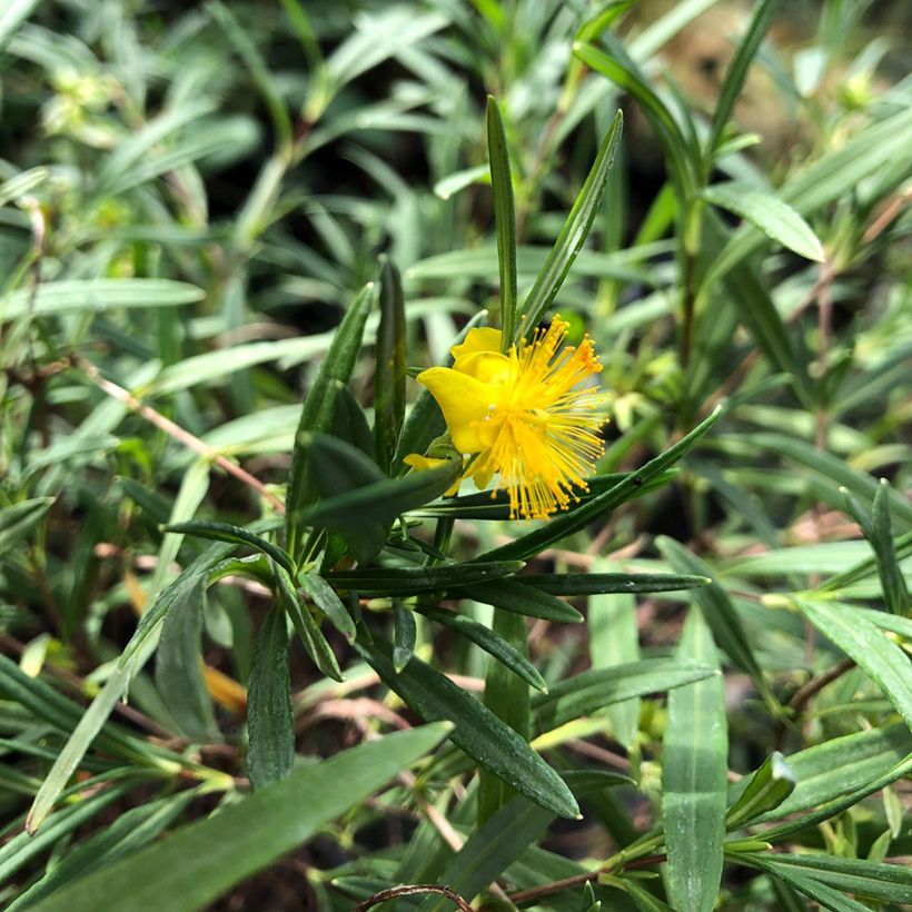 Hypericum densiflorum Buttercup (Folhagem)