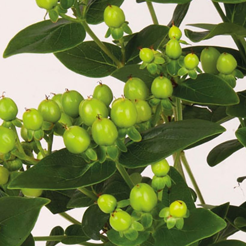 Hypericum inodorum Miracle Pistache (Colheita)