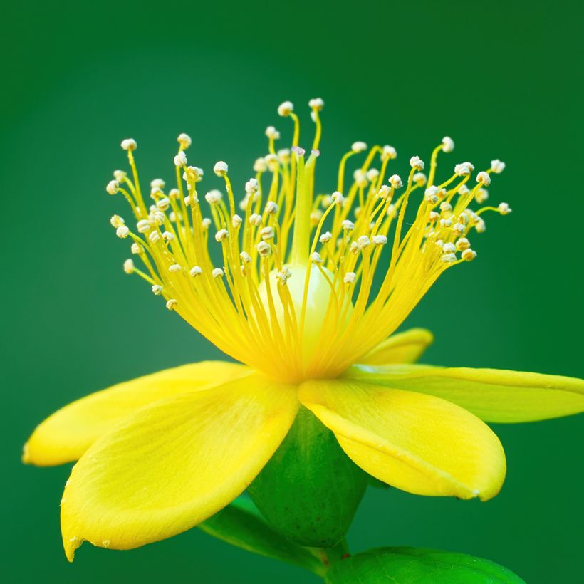 Hypericum inodorum Miracle Pistache (Floração)