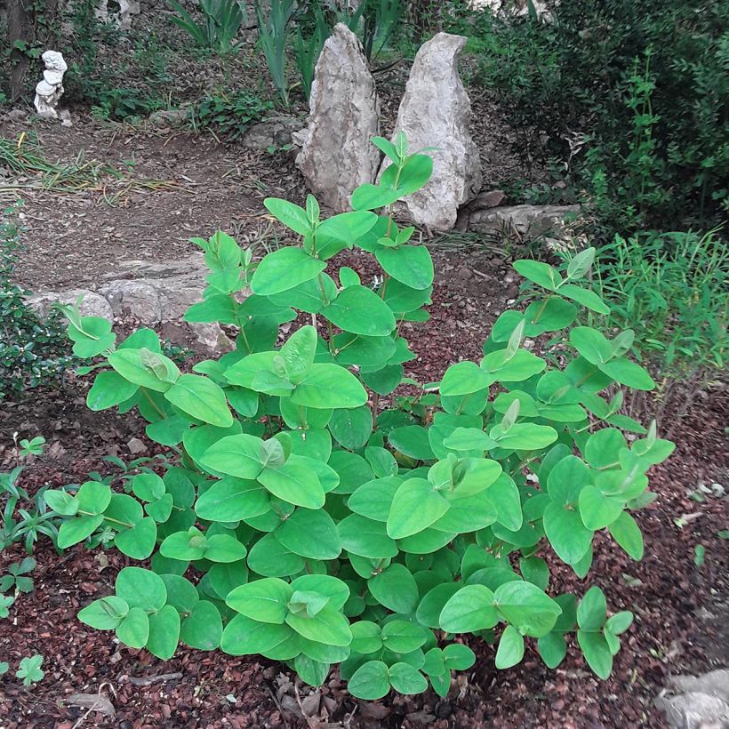 Hypericum inodorum Rheingold (Hábito)
