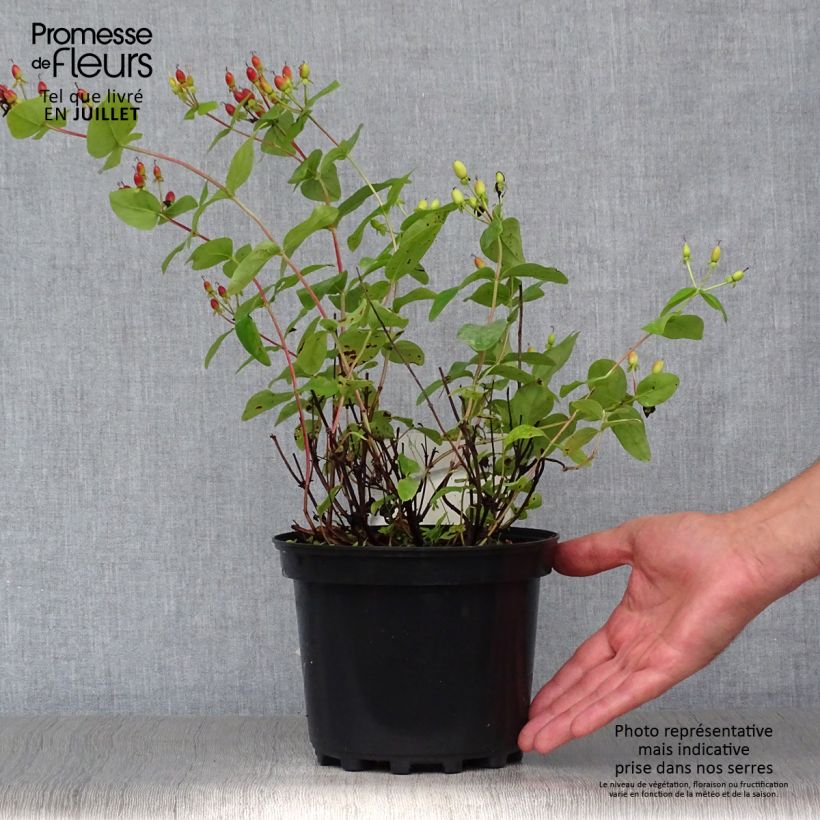 Amostra de Hypericum inodorum Rheingold Vaso de 1 L/1,5 L tal como entregue no verão
