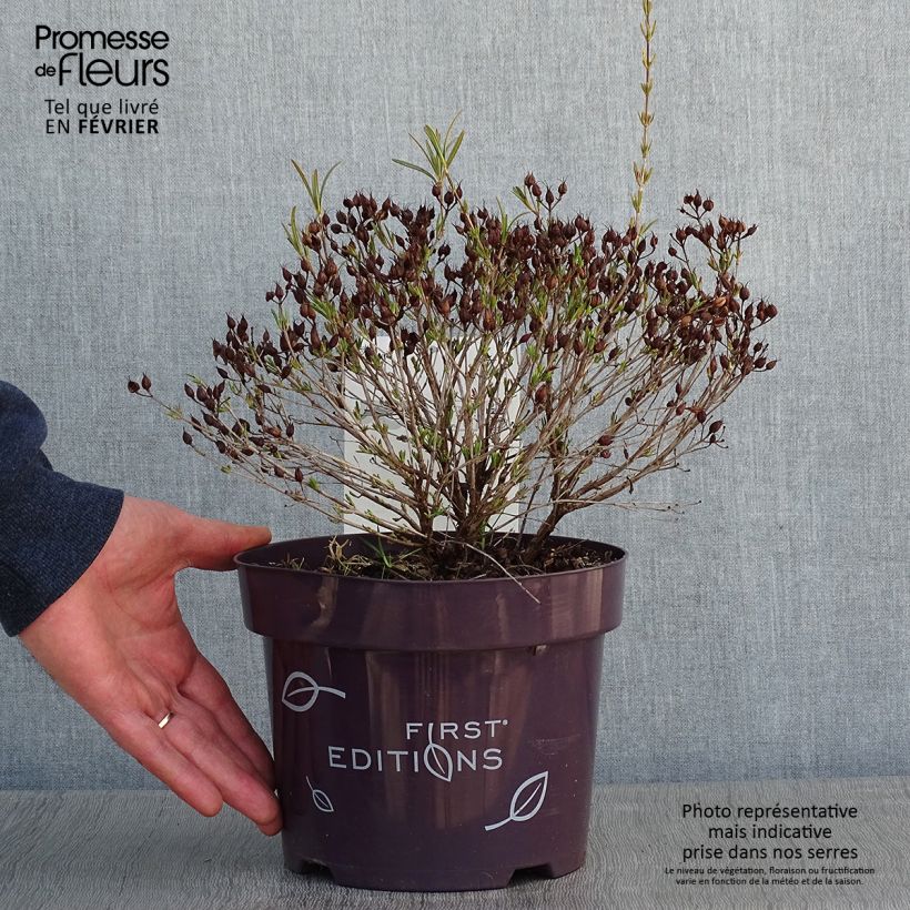 Amostra de Millepertuis - Hypericum kalmianum Cobalt-n-Gold Vaso de 2 L/3 L tal como entregue no inverno