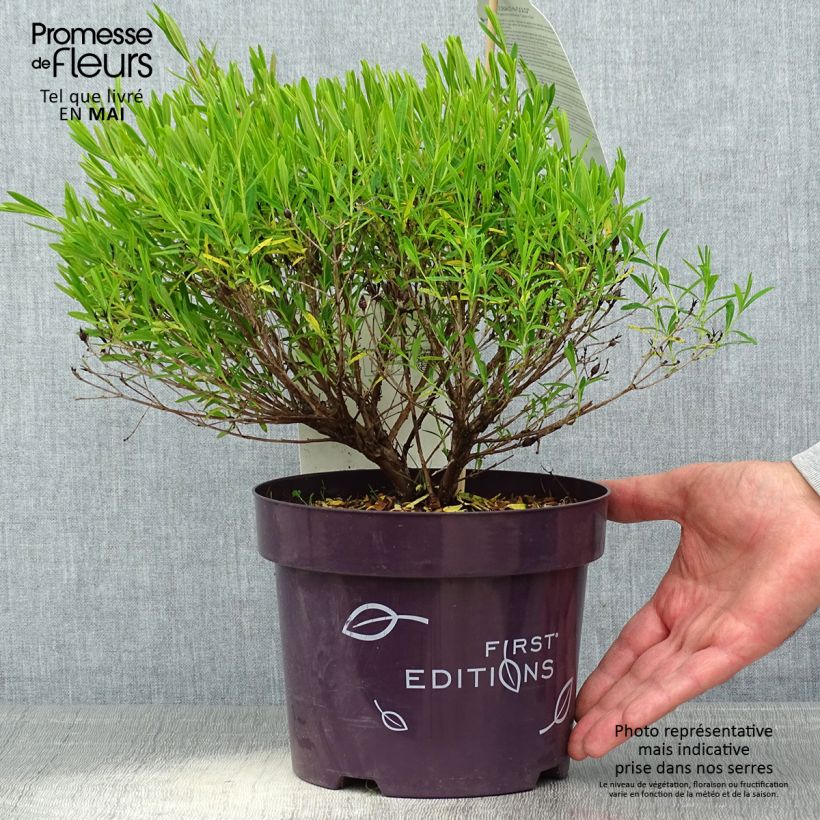 Amostra de Hypericum kalmianum Cobalt Vaso de 2 L/3 L tal como entregue na primavera