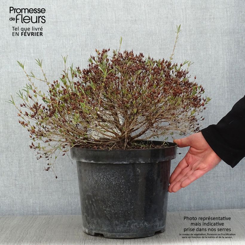 Amostra de Millepertuis - Hypericum kalmianum Cobalt-n-Gold Vaso de 7,5 L/10 L tal como entregue no inverno