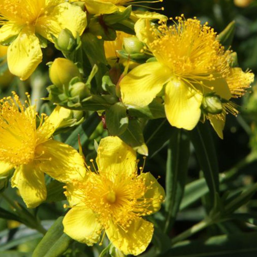 Hypericum kalmianum Sunny Boulevard (Floração)
