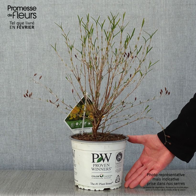 Amostra de Millepertuis - Hypericum kalmianum Sunny Boulevard Vaso de 2 L/3 L tal como entregue no inverno