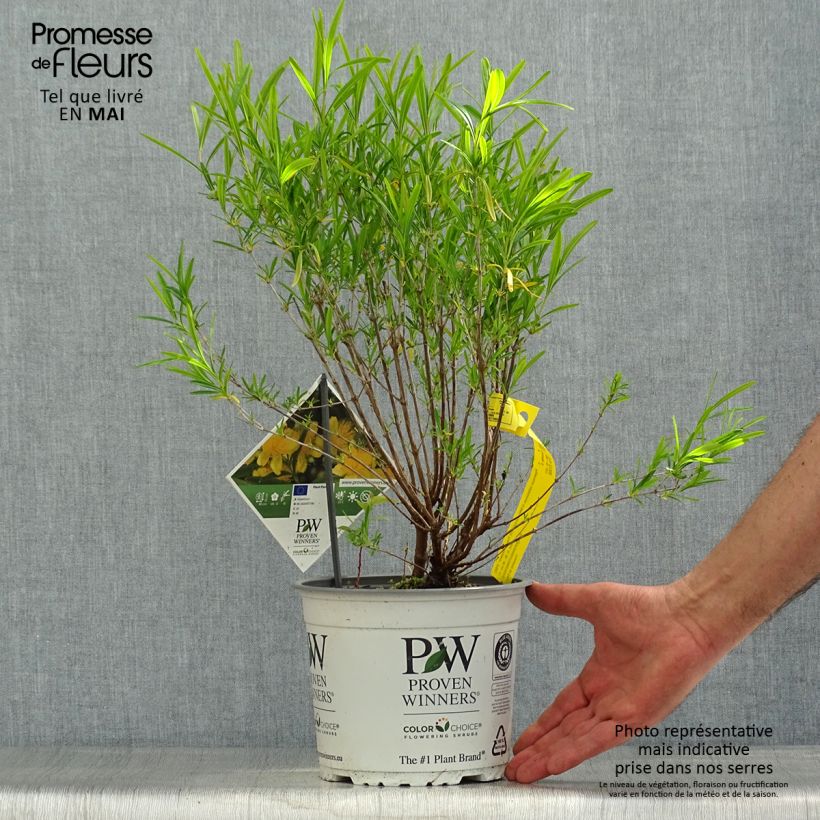 Amostra de Hypericum kalmianum Sunny Boulevard Vaso de 2 L/3 L tal como entregue na primavera