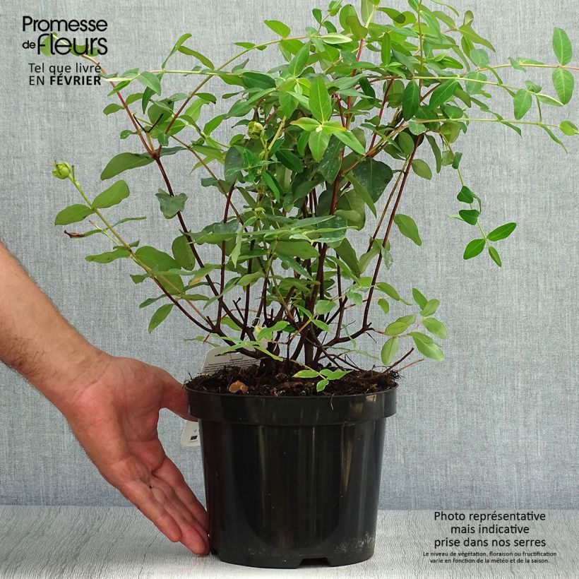 Amostra de Hypericum moserianum Vaso de 2 L/3 L tal como entregue no outono
