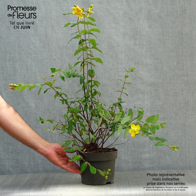 Amostra de Hypericum moserianum Vaso de 2 L/3 L tal como entregue no verão