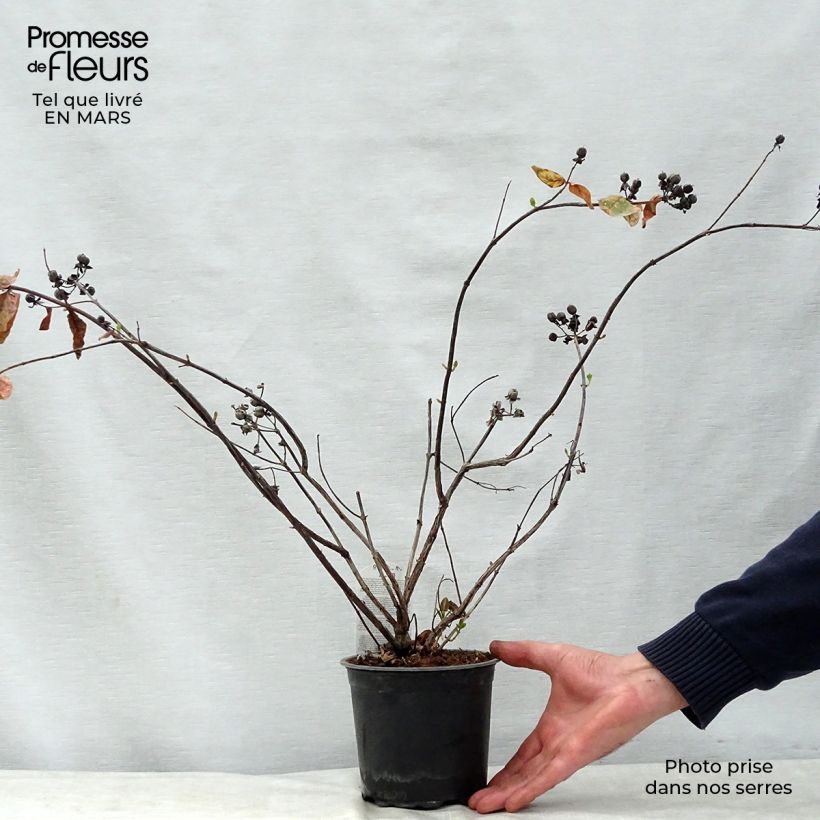 Amostra de Millepertuis Magical White Kolmawhi - Hypericum (x) inodorum  Vaso de 1,5 L/2 L tal como entregue na primavera