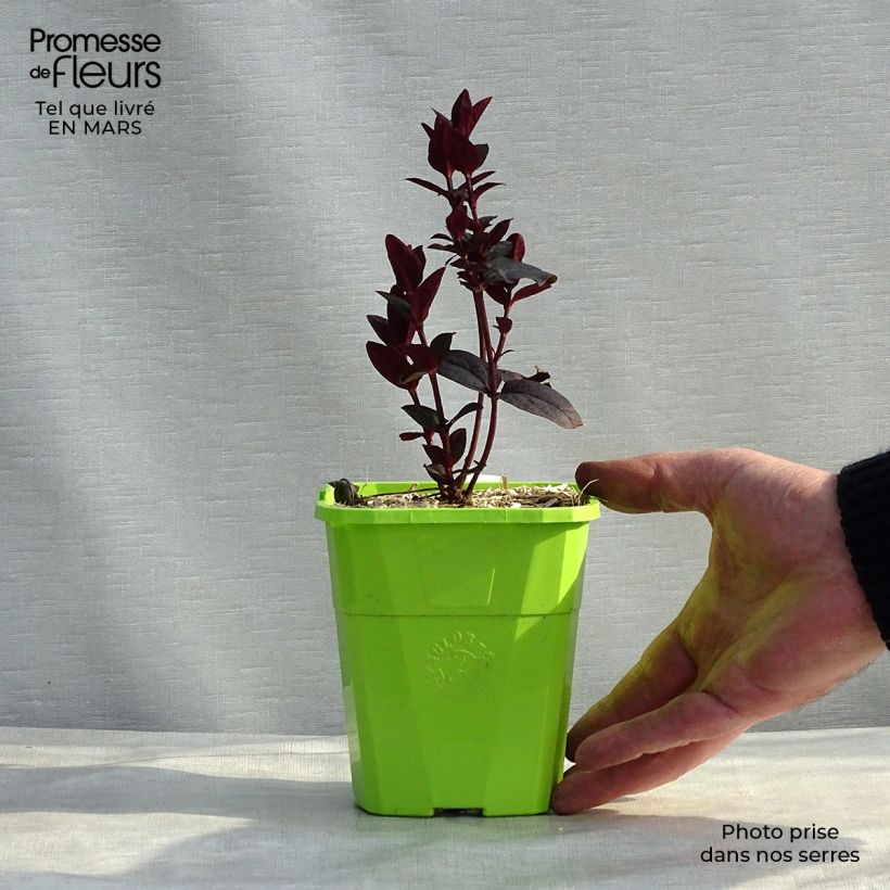 Amostra de Hypericum Miracle Night Vaso de 3 L/4 L tal como entregue no inverno