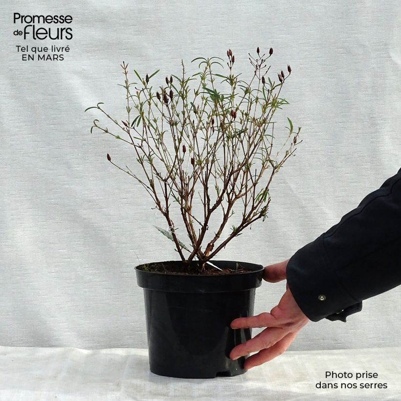 Amostra de Hypericum kalmianum Gemo Vaso de 3 L/4 L tal como entregue na primavera