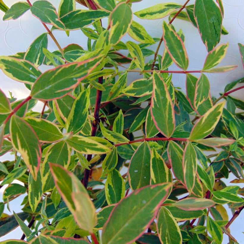 Hypericum moserianum Tricolor (Folhagem)