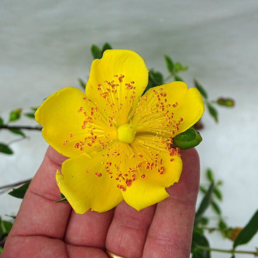 Hypericum moserianum Tricolor (Floração)