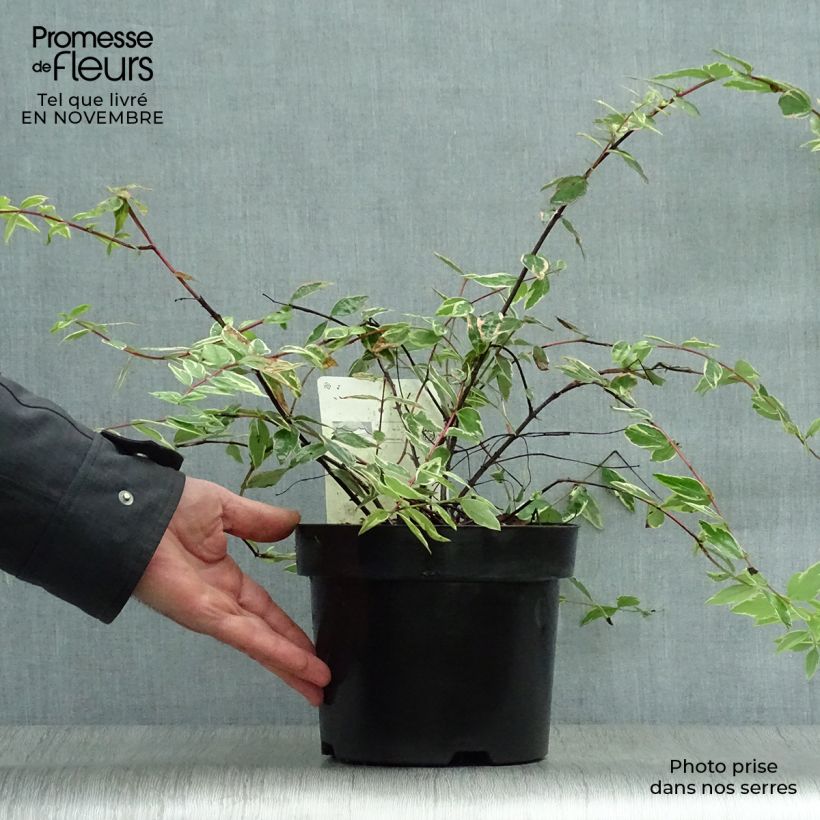 Amostra de Hypericum moserianum Tricolor Vaso de 3 L/4 L tal como entregue no outono