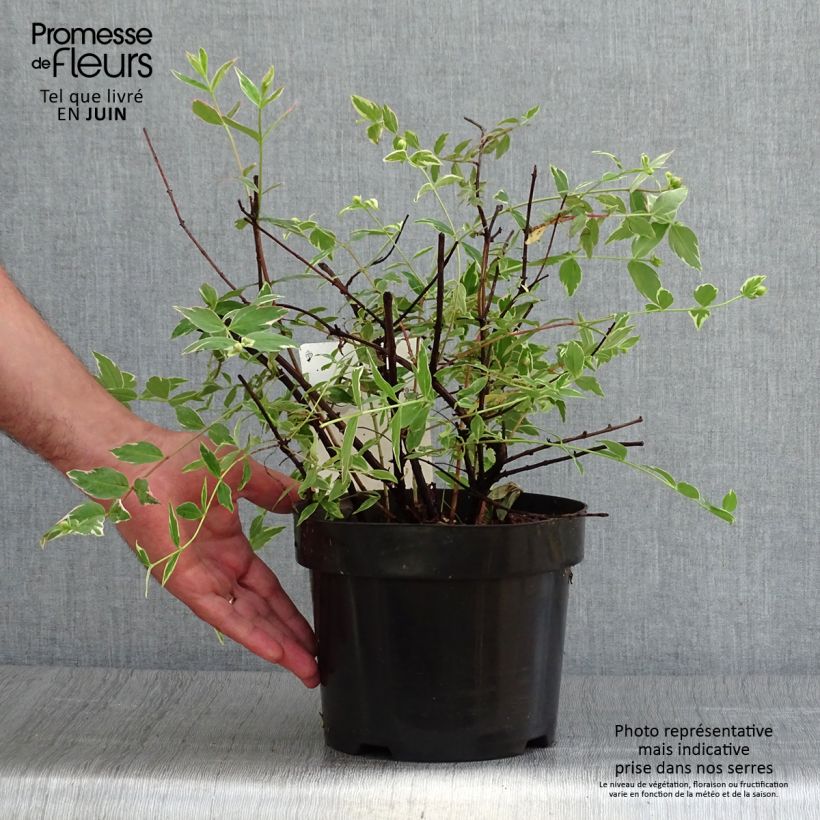 Amostra de Hypericum moserianum Tricolor Vaso de 3 L/4 L tal como entregue no verão
