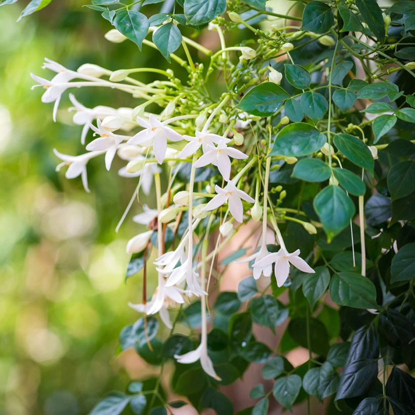 Millingtonia hortensis (Floração)