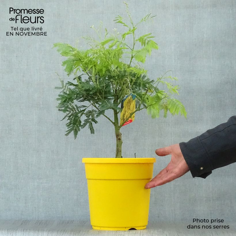 Amostra de Acacia dealbata Vaso de 2 L/3 L tal como entregue no outono