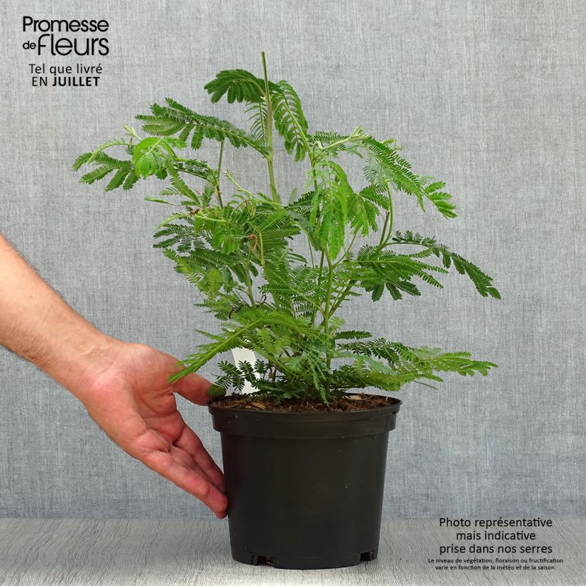 Amostra de Acacia dealbata Vaso de 2 L/3 L tal como entregue no verão