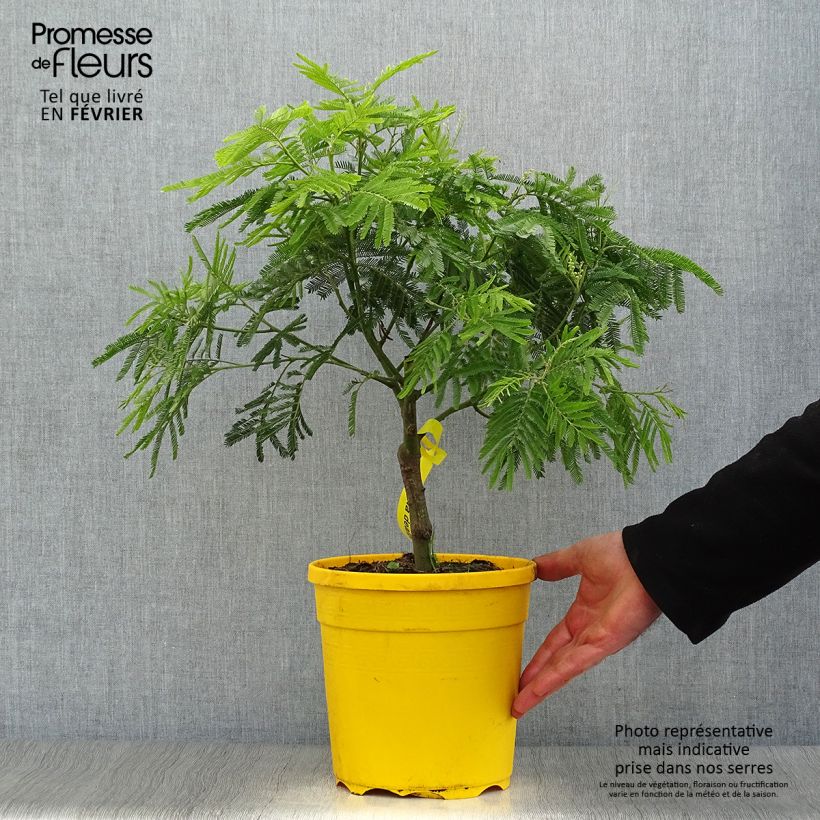 Amostra de Mimosa - Acacia dealbata Vaso de 4 L/5 L tal como entregue no inverno