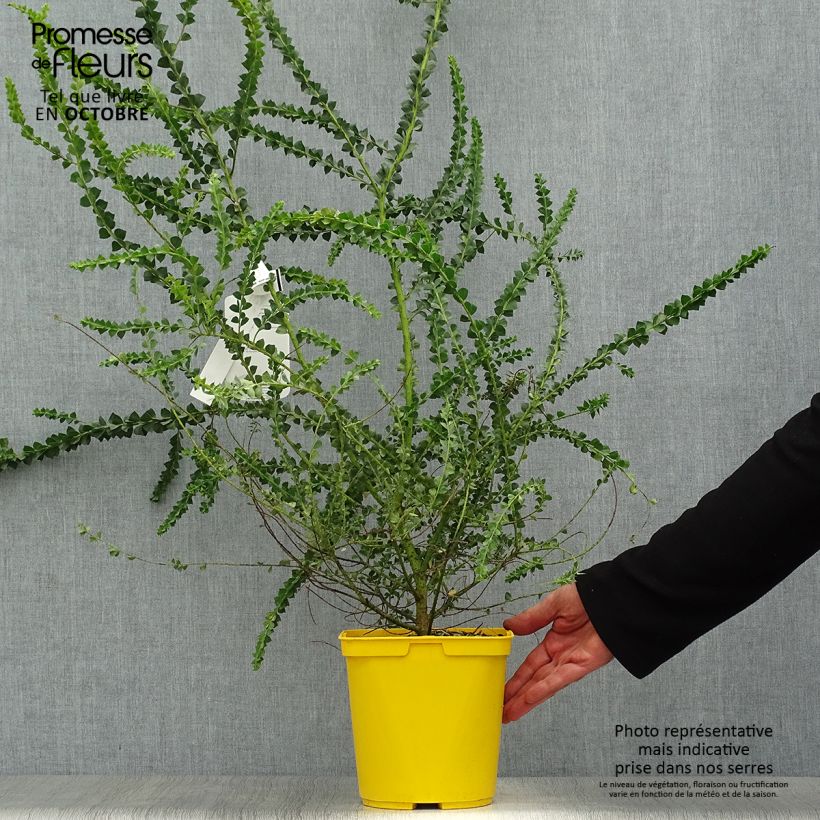 Amostra de Acacia pravissima Vaso de 3 L/4 L tal como entregue no outono