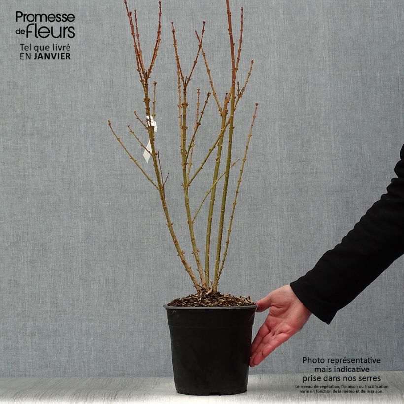 Amostra de Mimosa de Paris - Forsythia x intermedia Mindor Vaso de 4 L/5 L tal como entregue no inverno