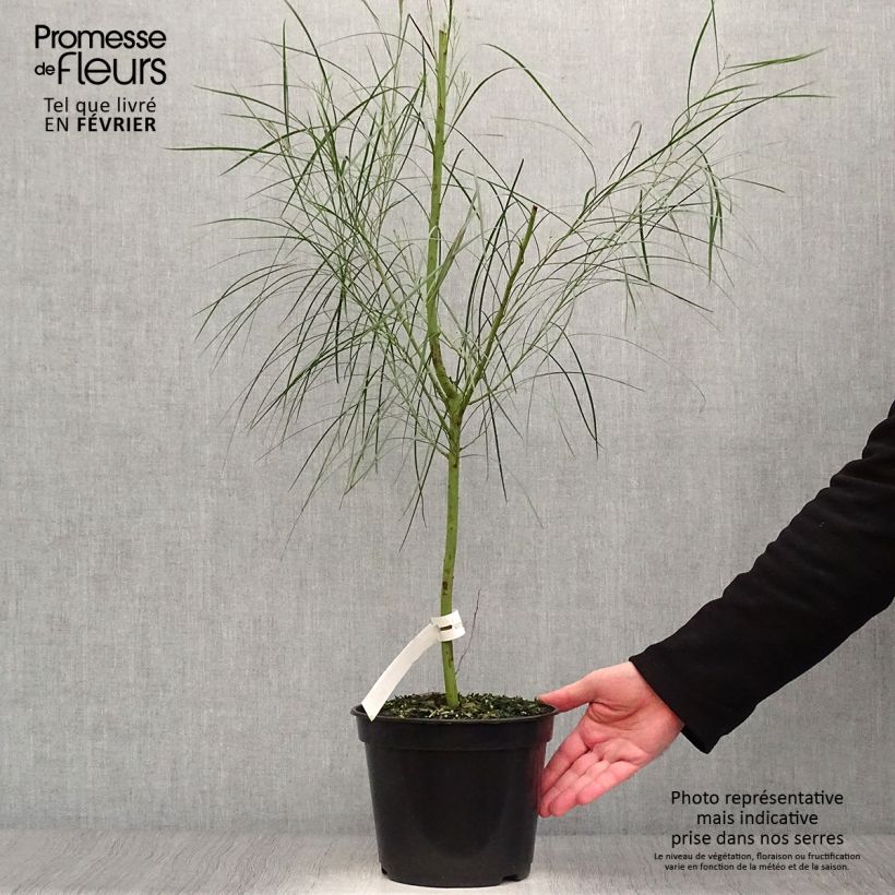 Amostra de Acacia retinodes Vaso de 2 L/3 L tal como entregue no inverno