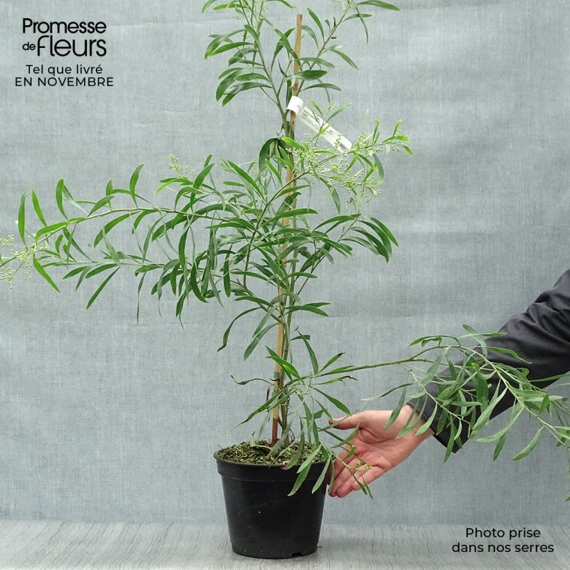 Amostra de Acacia retinodes Lisette Vaso de 2 L/3 L tal como entregue no outono