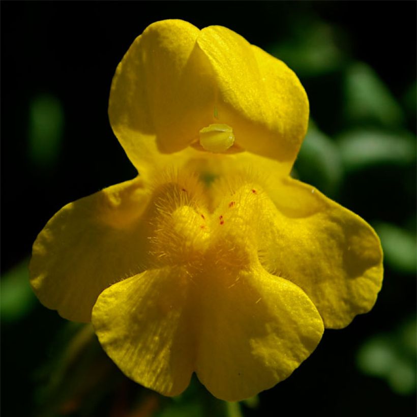 Mimulus tilingii (Floração)