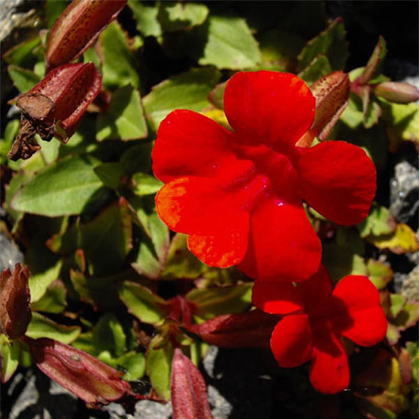 Mimulus cupreus Roter Kaiser (Floração)