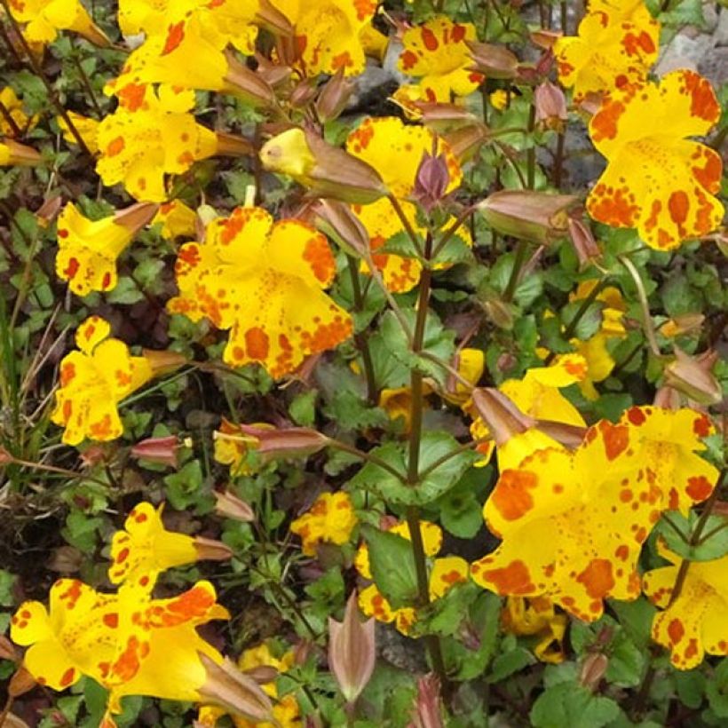 Mimulus luteus (Floração)