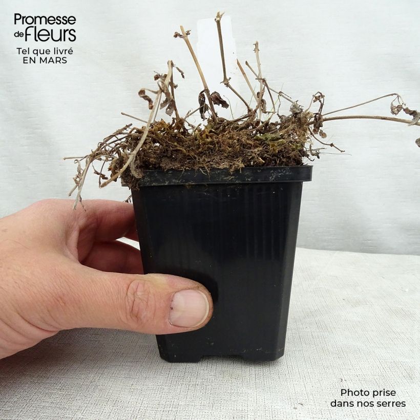 Amostra de Mimulus luteus Vaso de 8/9 cm tal como entregue na primavera