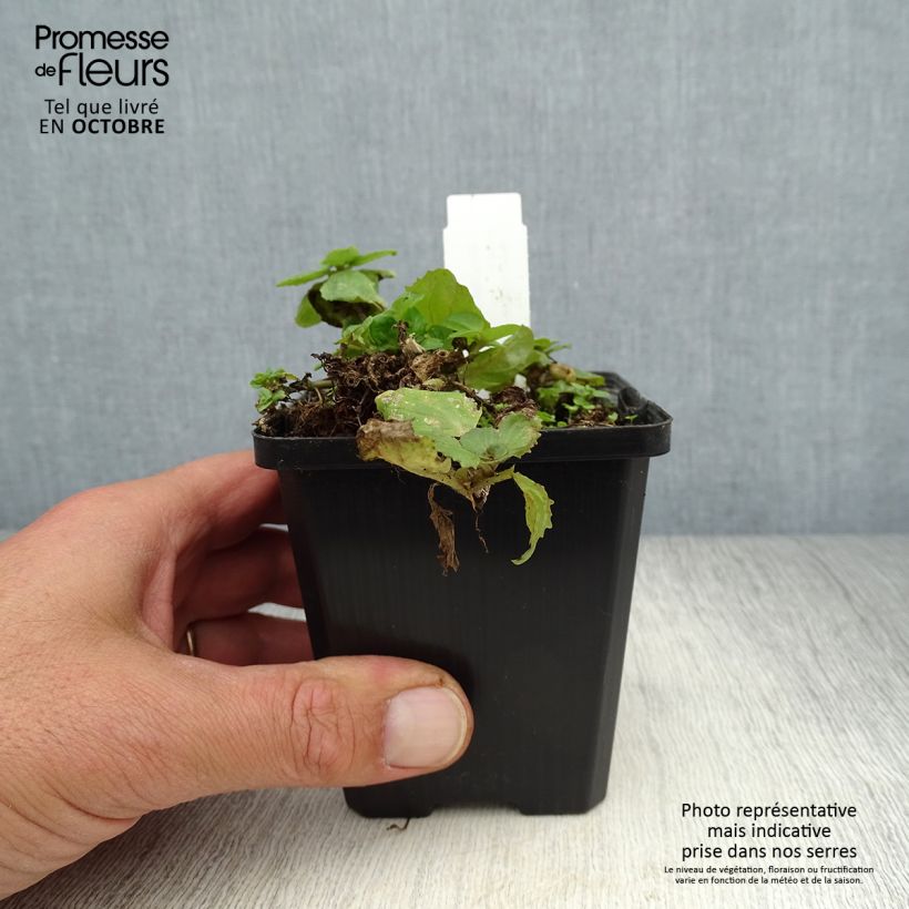 Amostra de Mimulus luteus - Mímulo-amarelo Vaso de 8/9 cm tal como entregue no outono