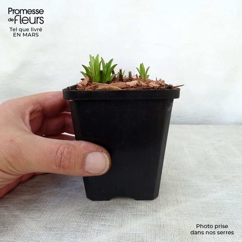 Amostra de Mimulus ringens Vaso de 8/9 cm tal como entregue na primavera