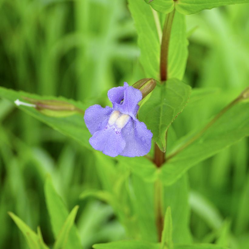 Mimulus ringens (Floração)