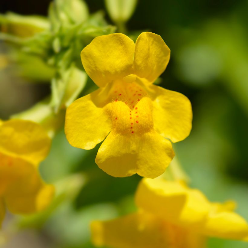 Mimulus luteus - Mímulo-amarelo (Floração)