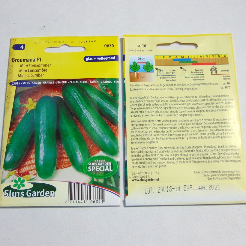 Exemplo de amostra de Mini Concombre Broumana F1 - Cucumis sativus per pack of 10 seeds tal como entregue