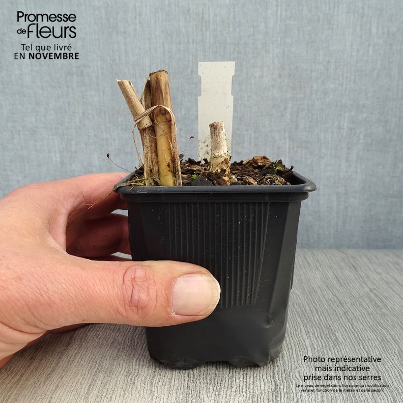 Amostra de Miscanthus giganteus Vaso de 8/9 cm tal como entregue no outono