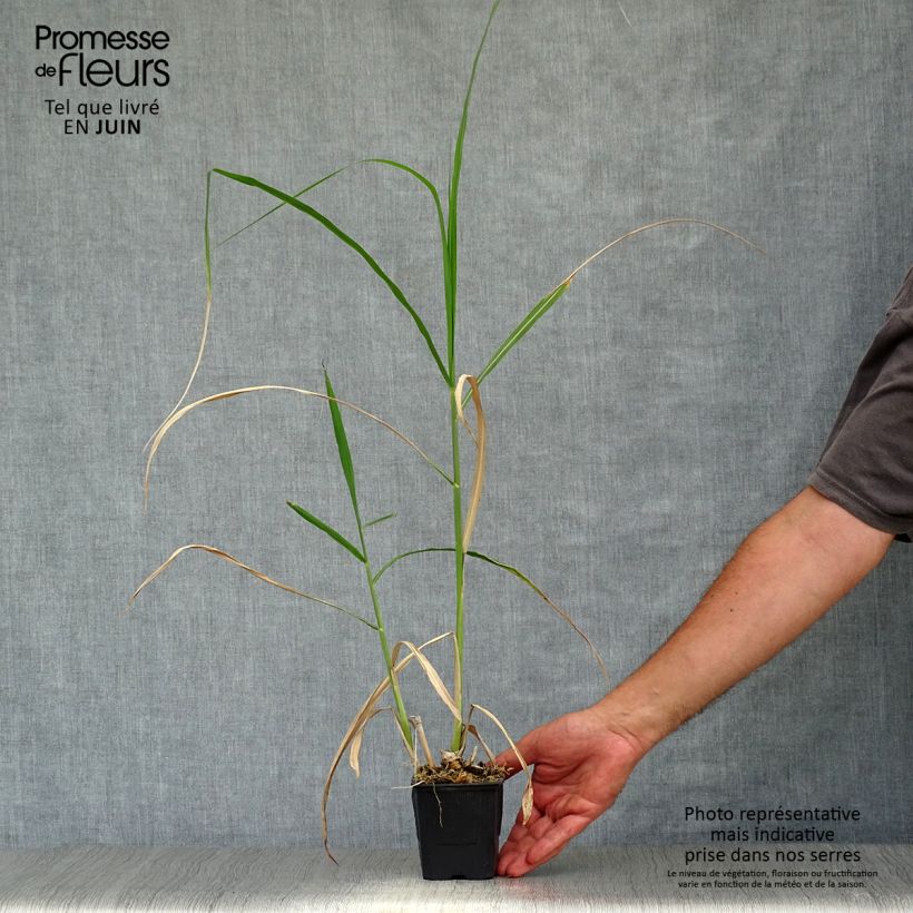 Amostra de Miscanthus giganteus Vaso de 8/9 cm tal como entregue no verão