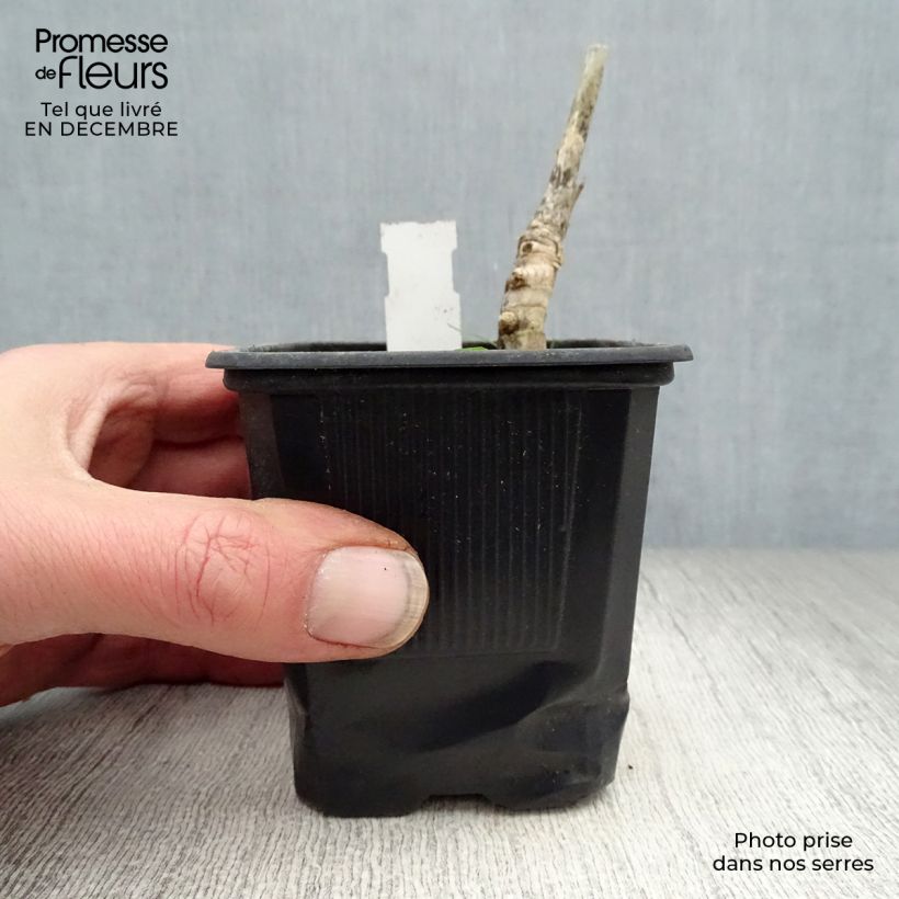 Amostra de Miscanthus giganteus Vaso de 8/9 cm tal como entregue no inverno