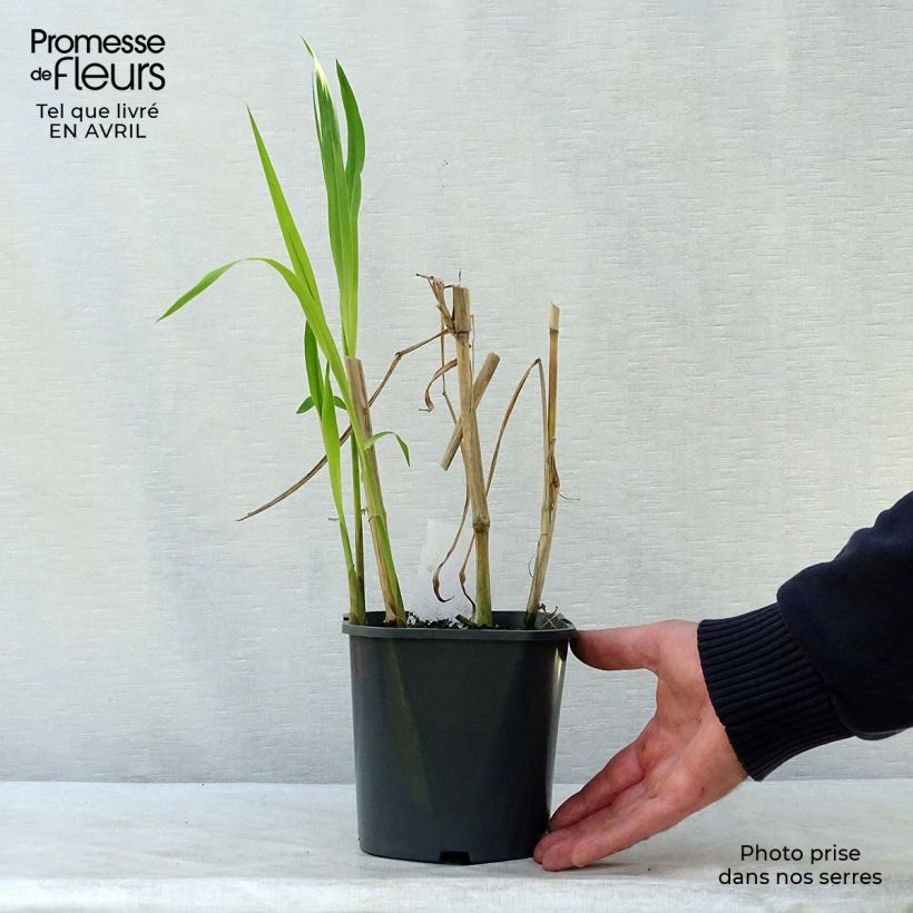 Amostra de Miscanthus giganteus Vaso de 2 L/3 L tal como entregue na primavera