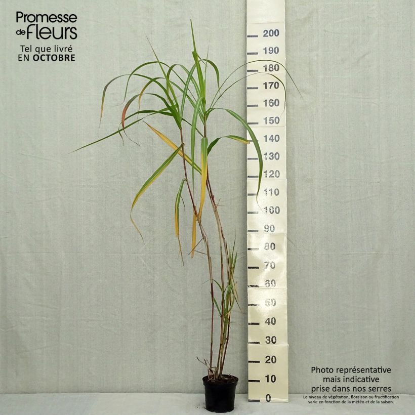 Amostra de Miscanthus giganteus Vaso de 2 L/3 L tal como entregue no outono