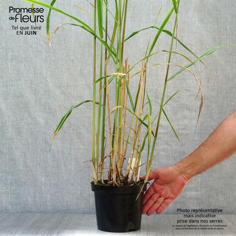 Amostra de Miscanthus giganteus Vaso de 2 L/3 L tal como entregue no verão