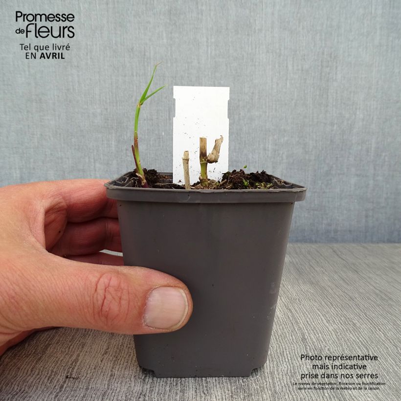 Amostra de Miscanthus floridulus Vaso de 8/9 cm tal como entregue na primavera