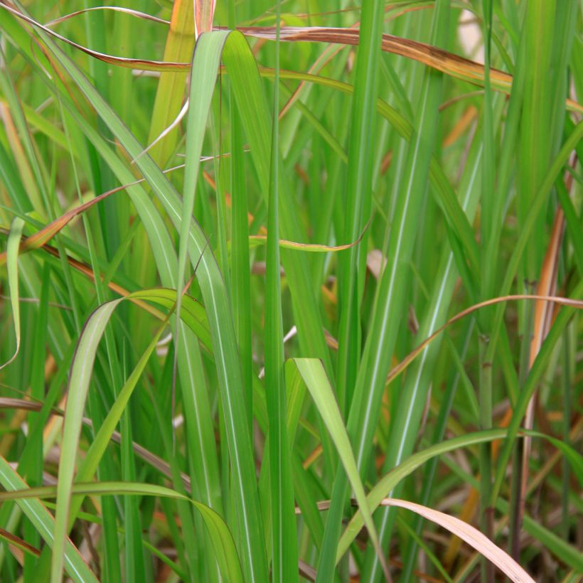 Miscanthus floridulus (Folhagem)