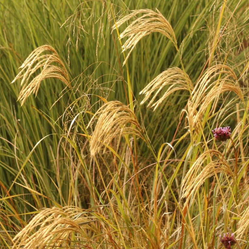 Miscanthus nepalensis (Floração)