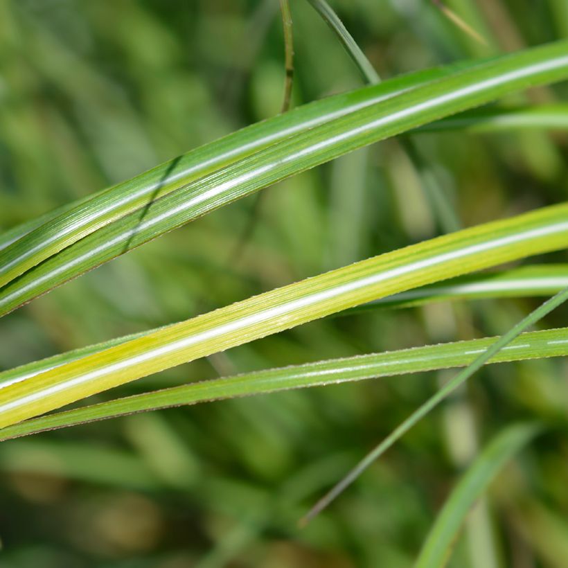 Erva-zebra Adagio - Miscanthus sinensis (Folhagem)