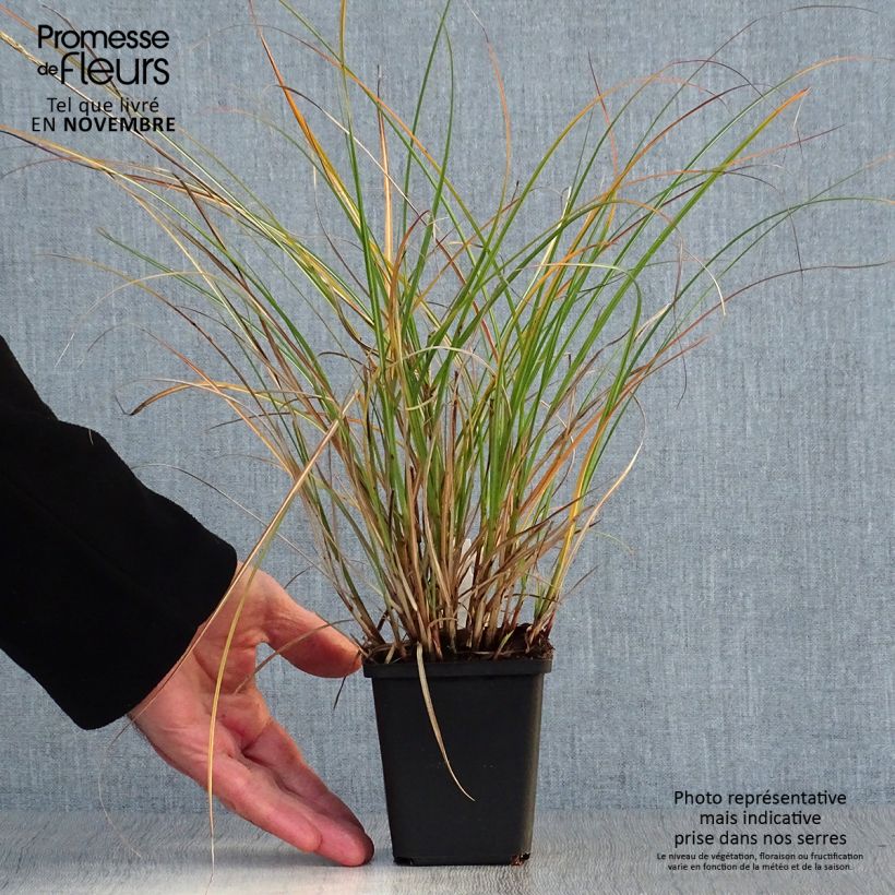 Amostra de Erva-zebra Adagio - Miscanthus sinensis Vaso de 8/9 cm tal como entregue no outono