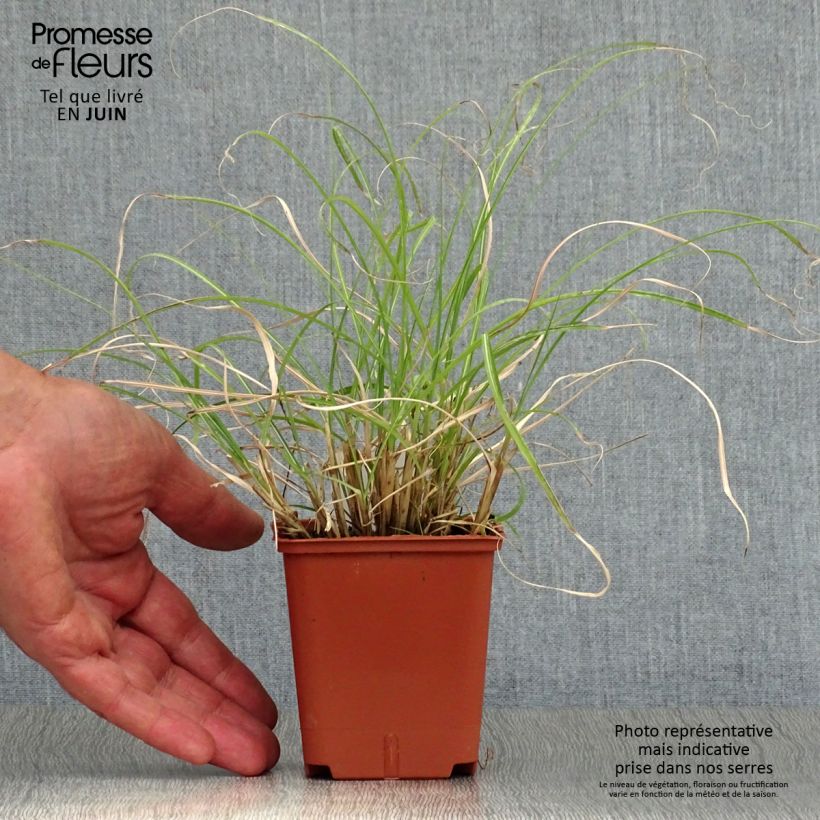 Amostra de Erva-zebra Adagio - Miscanthus sinensis Vaso de 8/9 cm tal como entregue no verão